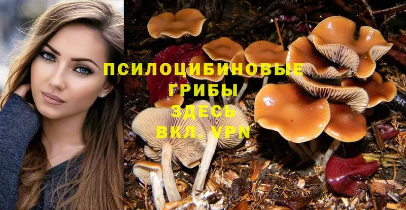 сколько стоит  Абаза  Галлюциногенные грибы GOLDEN TEACHER 